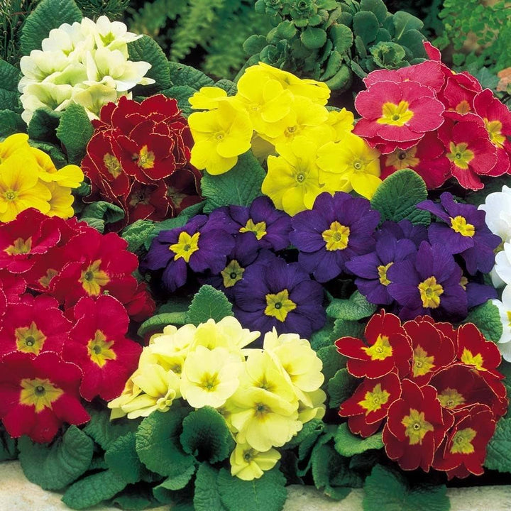 Primrose flower seeds