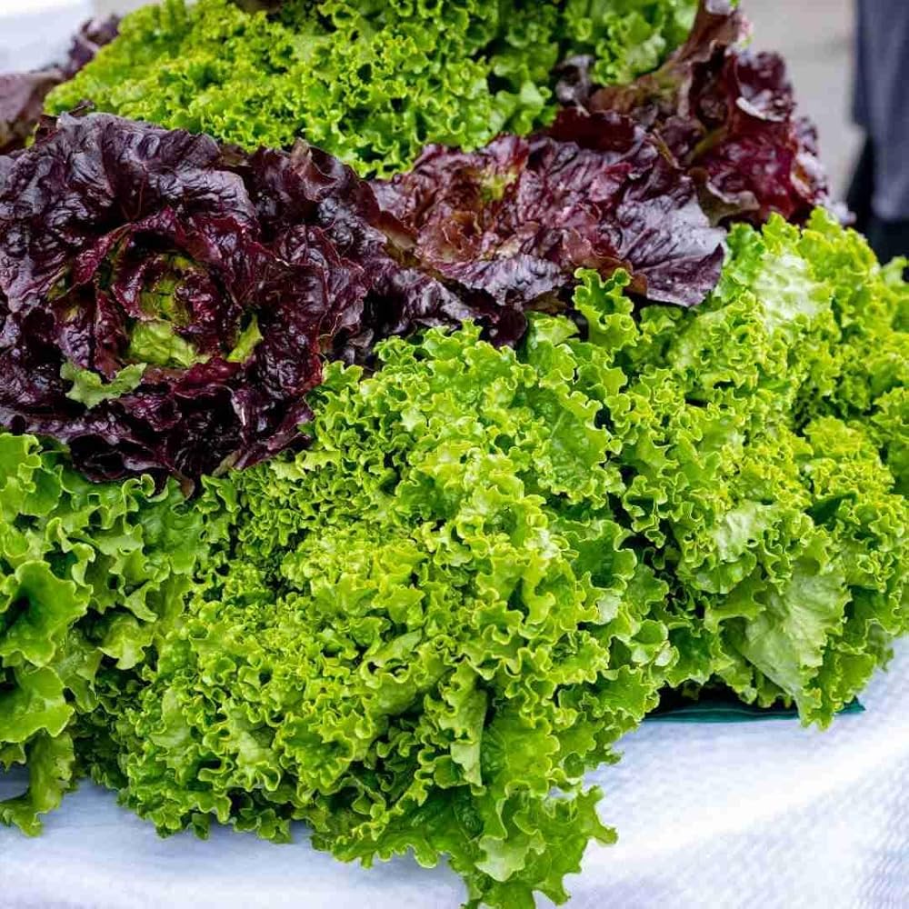 Mixed Salad Greens Seeds
