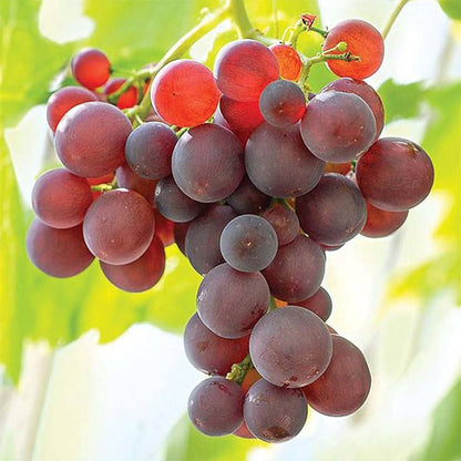 seedless grape seeds