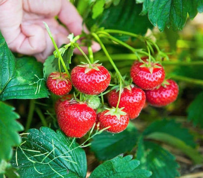 Mixed Strawberry Fruit Seeds for Planting – Heirloom Non-GMO Garden Seeds