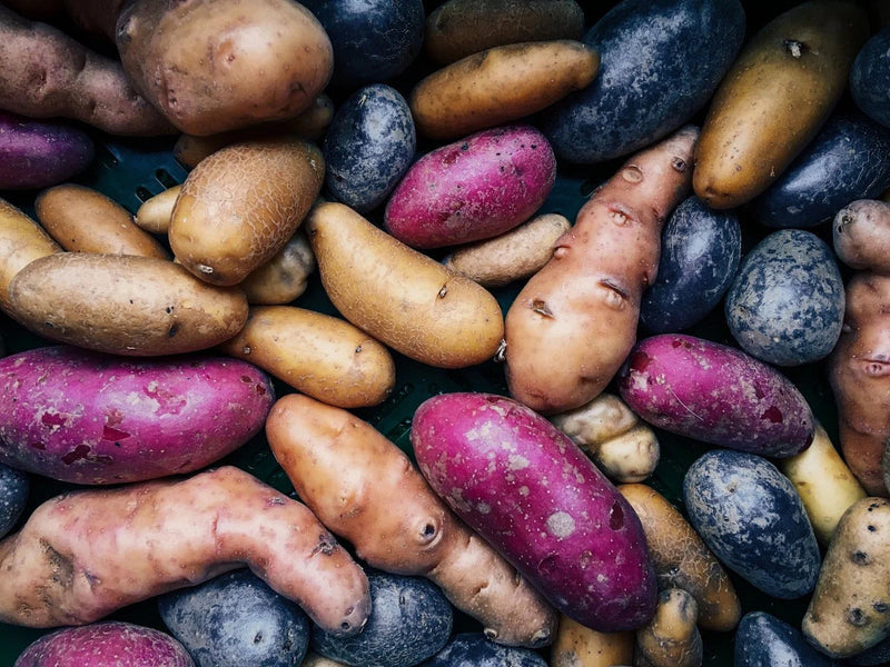 Mixed Sweet Potato vegetable plants with colorful sweet potato roots in a home garden