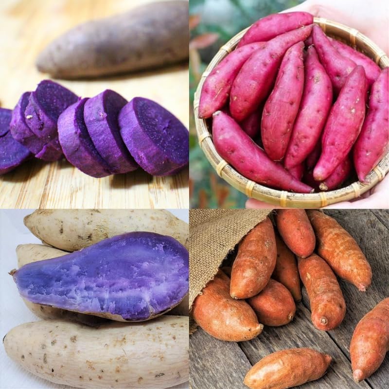 Mixed Sweet Potato vegetable plants with colorful sweet potato roots in a home garden