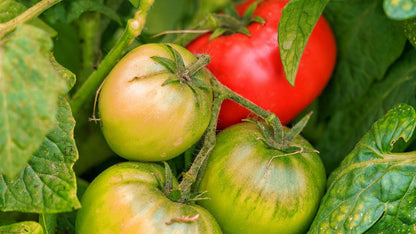 Mixed Tomato Seeds