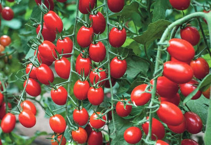 Mixed Tomato Seeds