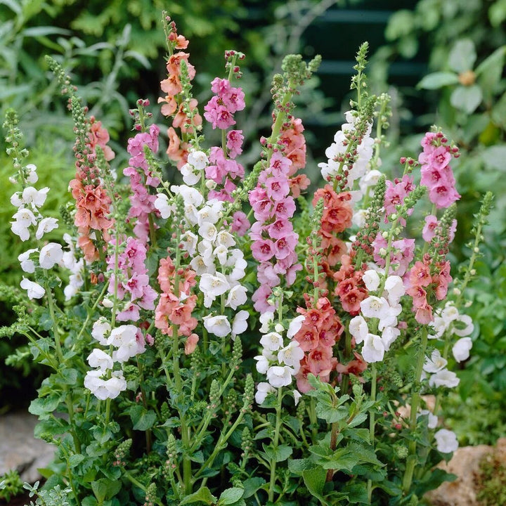 Mixed Verbascum flower seeds growing into tall colorful flowering spikes in a sunny cottage garden