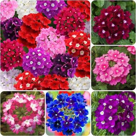 Mixed Verbena Growing in Cottage Garden