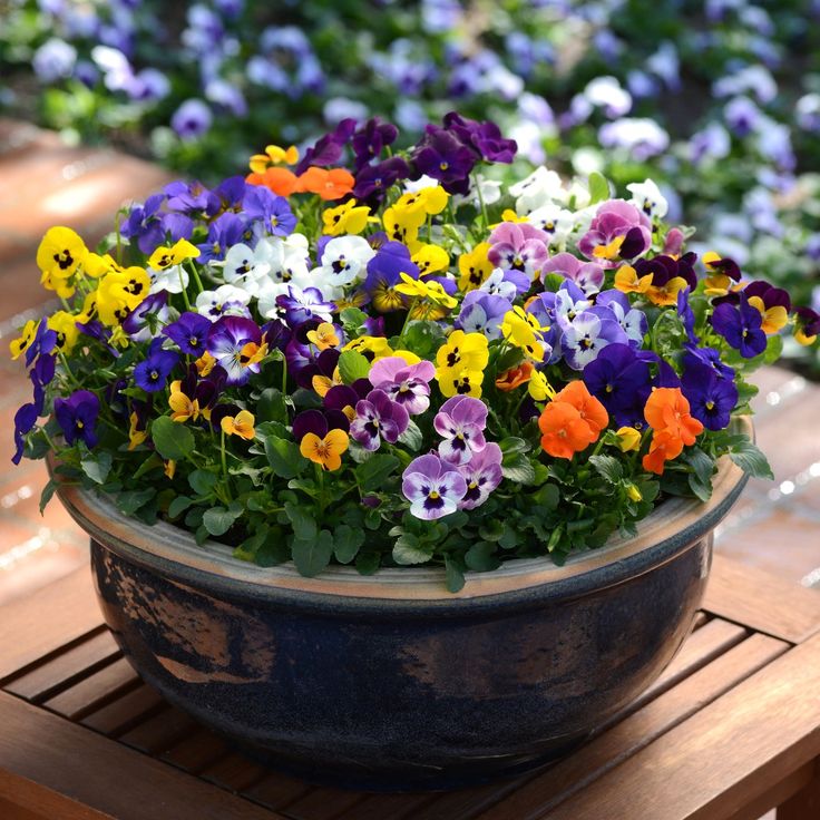 Viola Sorbet flower seeds