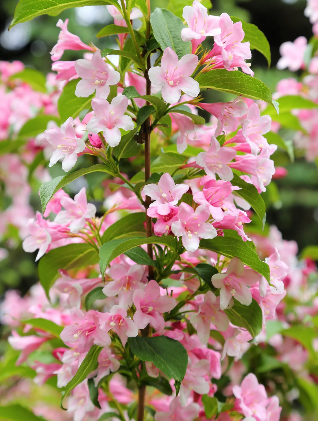 Weigela flower seeds