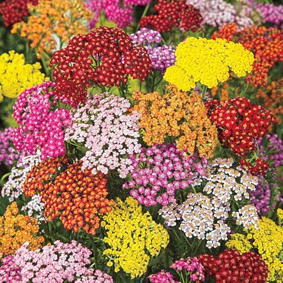 Yarrow flower seeds