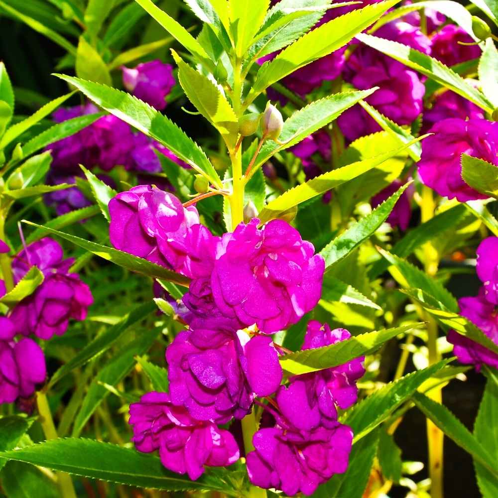 Violet Balsamine flower seeds