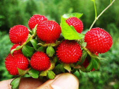 Edible Red Mock Strawberry Potentilla indica Fruit Seeds for Planting – Heirloom Non-GMO Garden Seeds