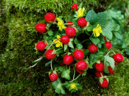 red mock strawberry seeds