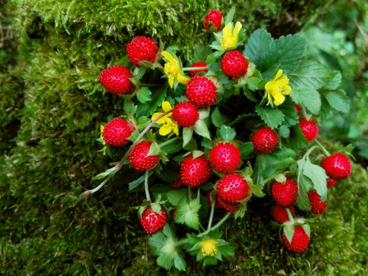 red mock strawberry seeds
