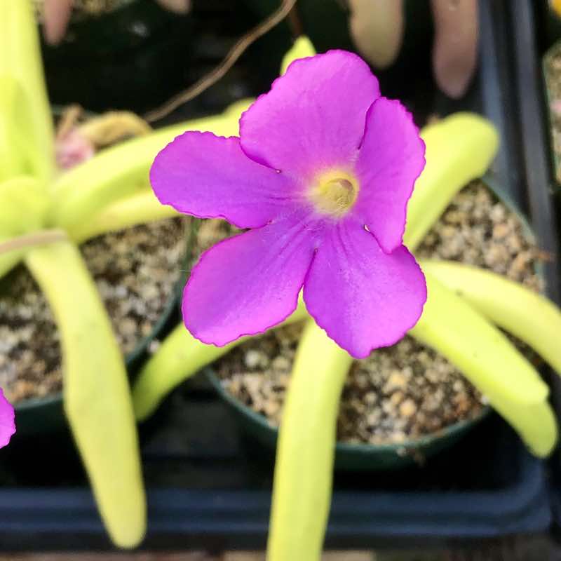Pinguicula Moctezumae Flower Seeds for Planting – Heirloom Non-GMO Garden Seeds