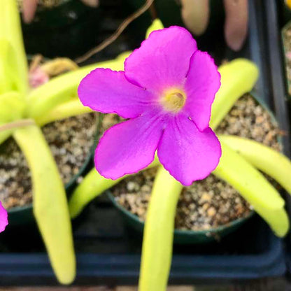 Pinguicula Moctezumae Flower Seeds for Planting – Heirloom Non-GMO Garden Seeds