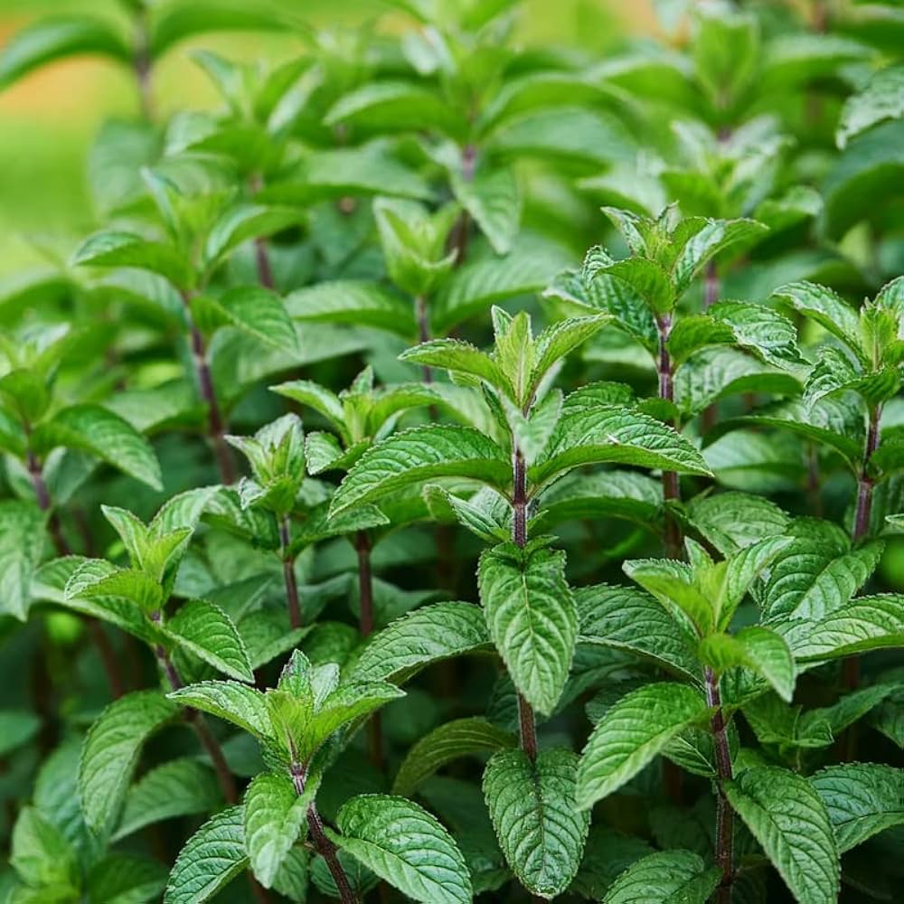 Mojito Mint Herb Seeds for Planting – Heirloom Non-GMO Garden Seeds