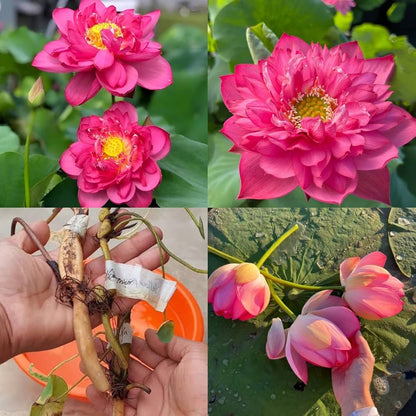 Momo Botan lotus with double pink flowers and rounded green leaves growing in a water garden