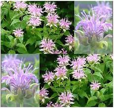 Wild Bergamot Growing in Pollinator Garden