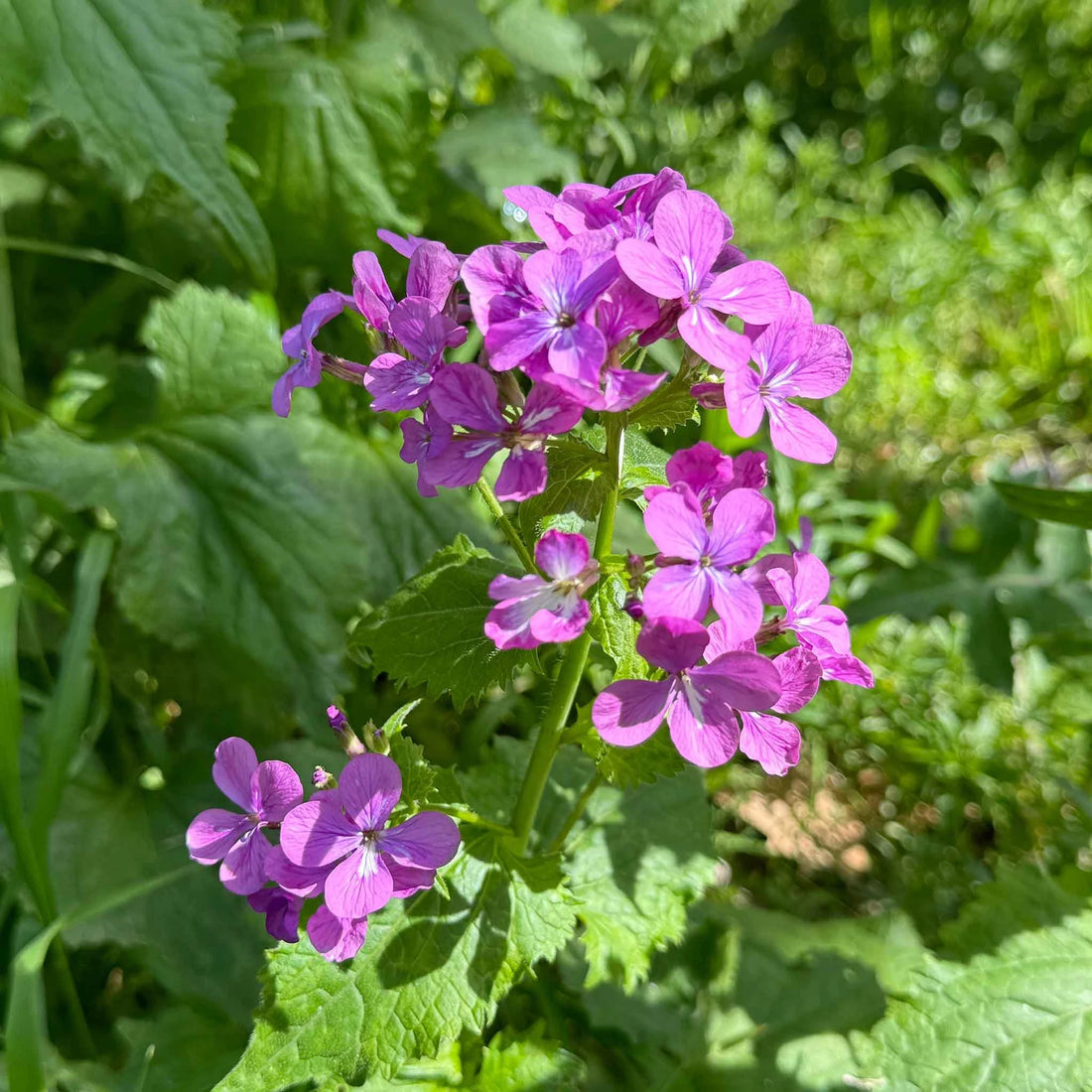 Violet Lunaria flower seeds