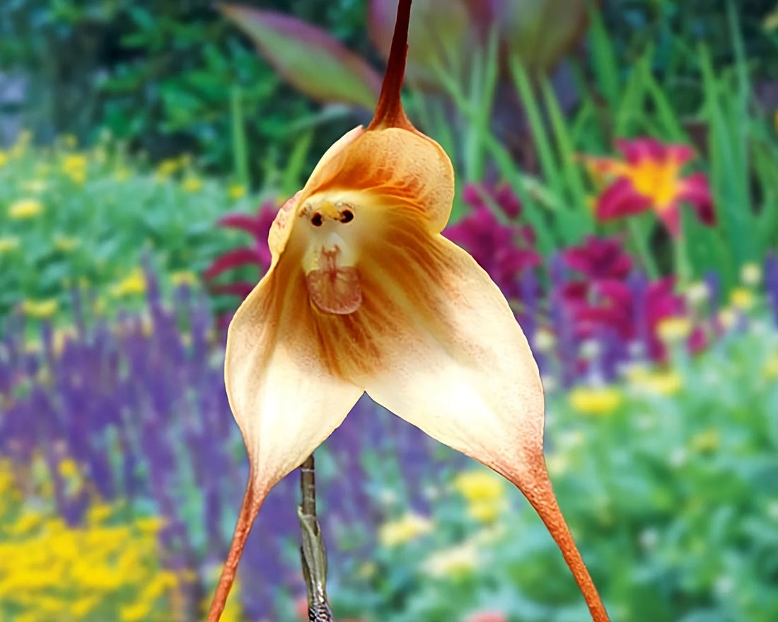 Light Pink flower seeds