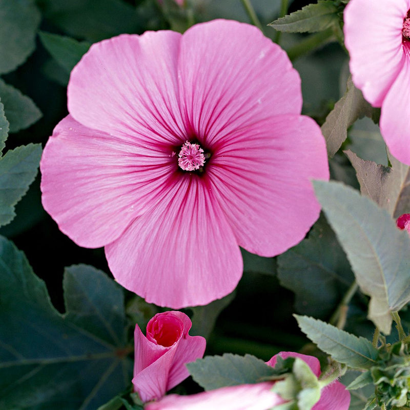 Lavatera Flower Seeds for Planting – Heirloom Non-GMO Garden Seeds