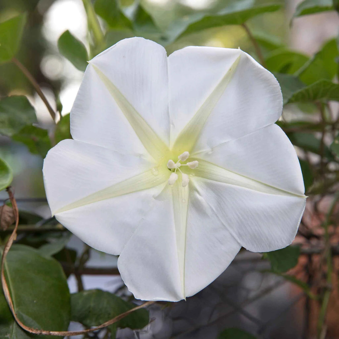 Moon flower seeds