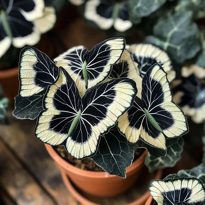 Moonlight Butterfly Begonia flower seeds in cream, presented for ornamental gardening with delicate begonia foliage and a soft cream floral theme.