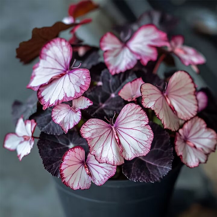 Moonlight Butterfly Begonia pink and white ornamental flowers with decorative green foliage for indoor plant displays and sheltered gardens.