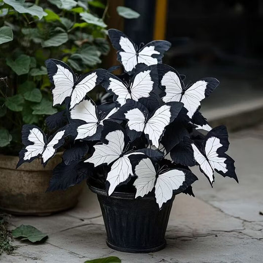 Moonlight Butterfly Begonia white flowers with decorative foliage, grown as an ornamental plant for indoor displays, sheltered patios, and shaded garden spaces.