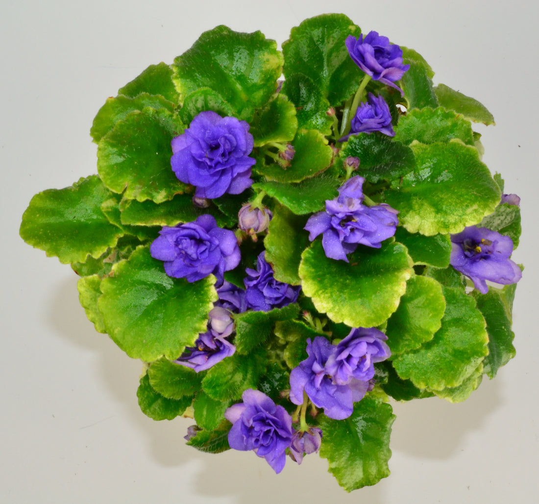Plat Firm flower seeds