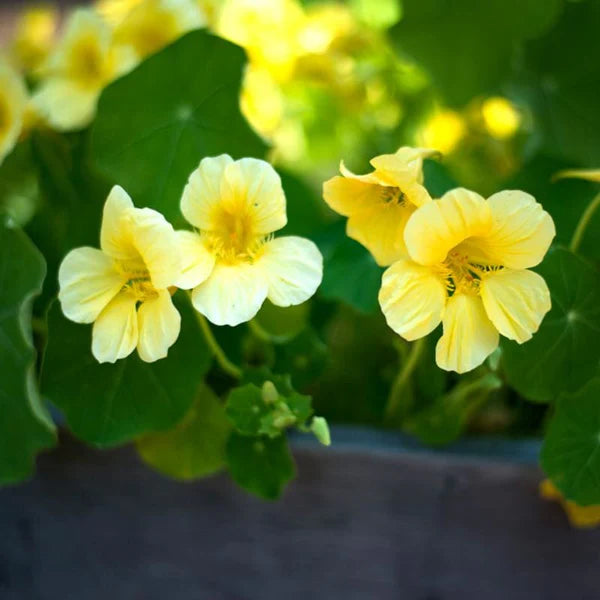 Green Nasturtium flower seeds