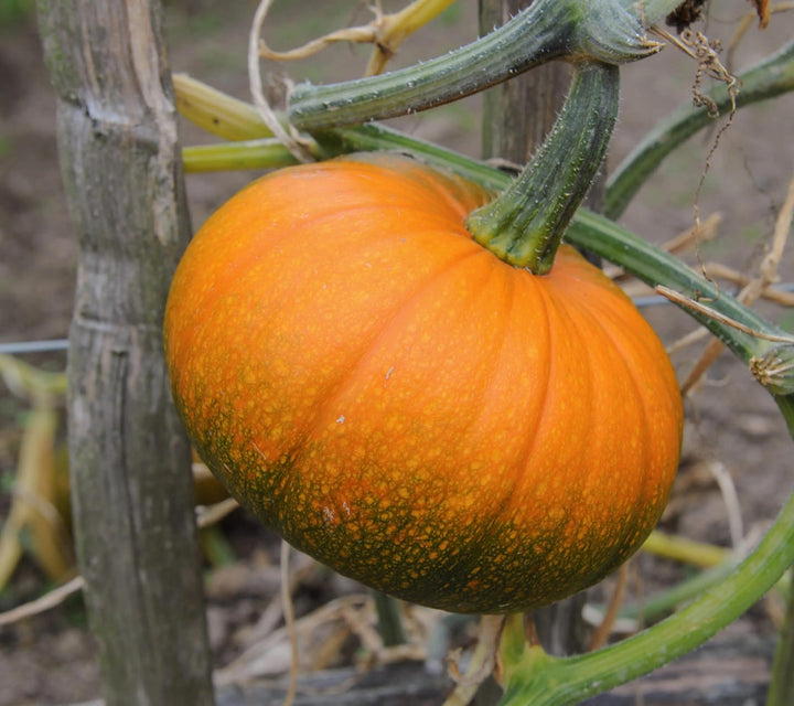 Mooregold Pumpkin Seeds