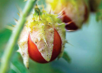 Litchi tomato plant with prickly green stems, pale flowers, and small round red ripe fruits growing in a sunny garden.