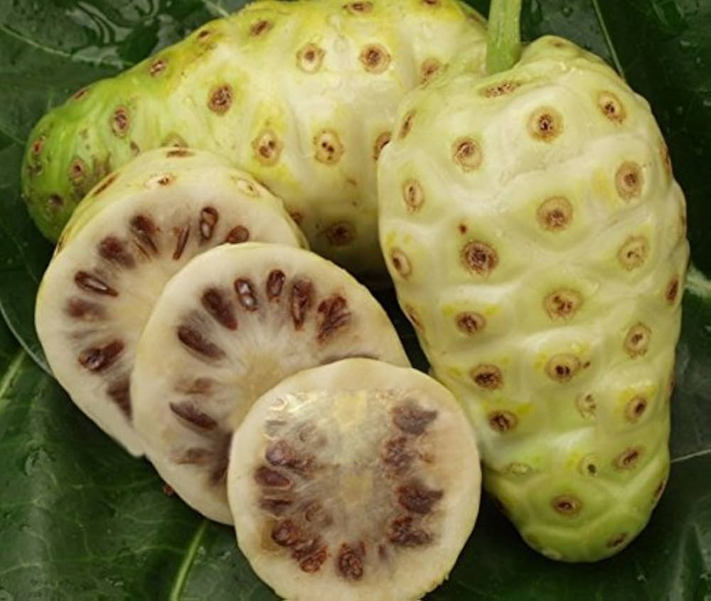 noni fruit seeds