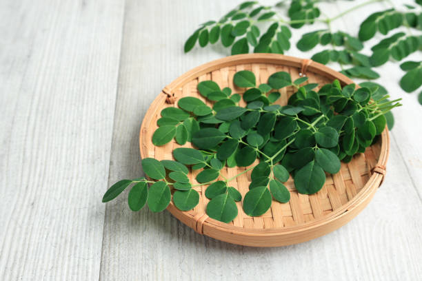 Moringa herb seeds for planting with lush green foliage and tropical tree growth