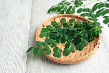 Moringa herb seeds for planting with lush green foliage and tropical tree growth