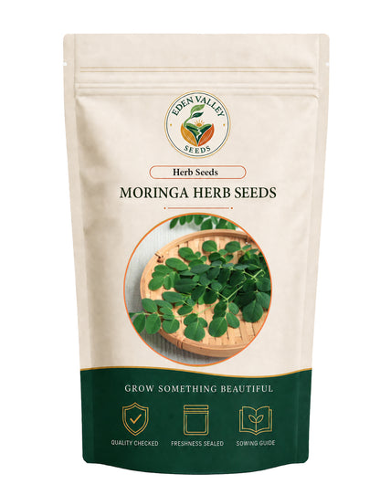 Moringa Herb Seeds for growing leafy herb plants in home gardens