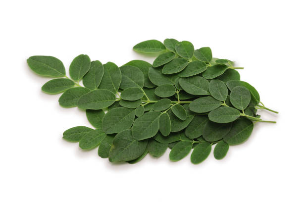 Moringa herb seeds for planting with lush green foliage and tropical tree growth