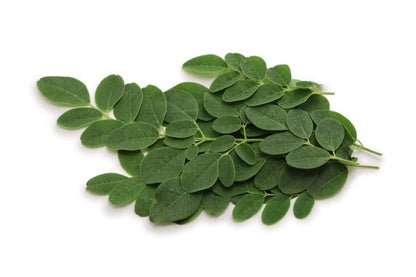 Moringa herb seeds for planting with lush green foliage and tropical tree growth