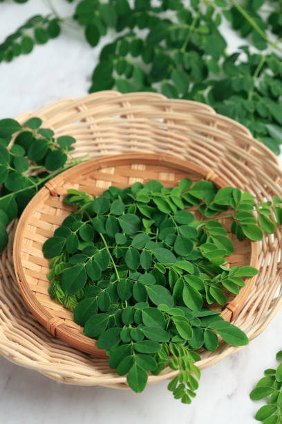 Moringa herb seeds for planting with lush green foliage and tropical tree growth