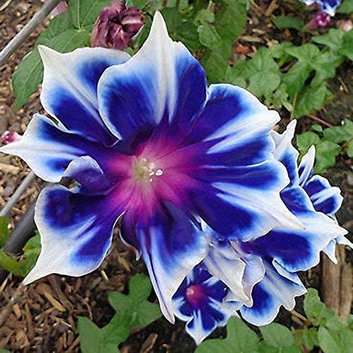 Morning Glory flower seeds