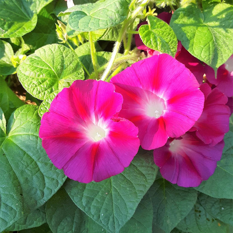 Rambler Morning Glory plant