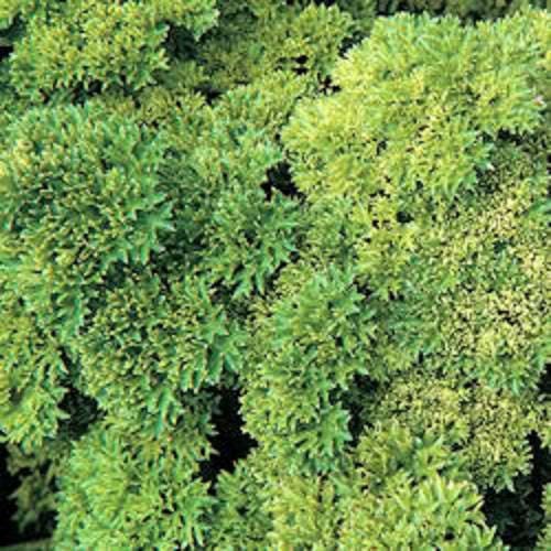 Moss Curled Parsley Herb Seeds for Planting – Heirloom Non-GMO Garden Seeds