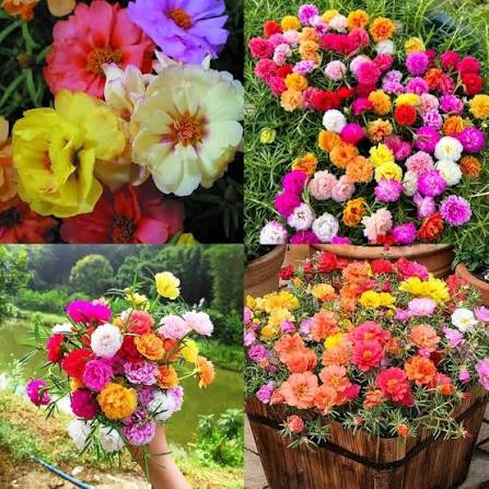 Moss Rose Portulaca Flower Seeds for Planting
