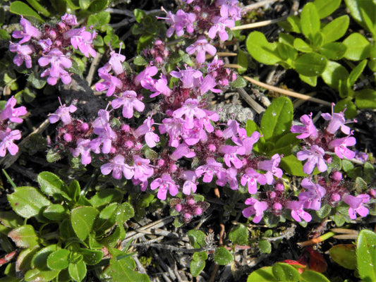Mother of Thyme Herb Seeds for Planting – Heirloom Non-GMO Garden Seeds
