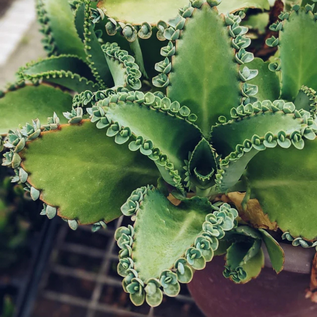 Kalanchoe Daigremontiana flower seeds