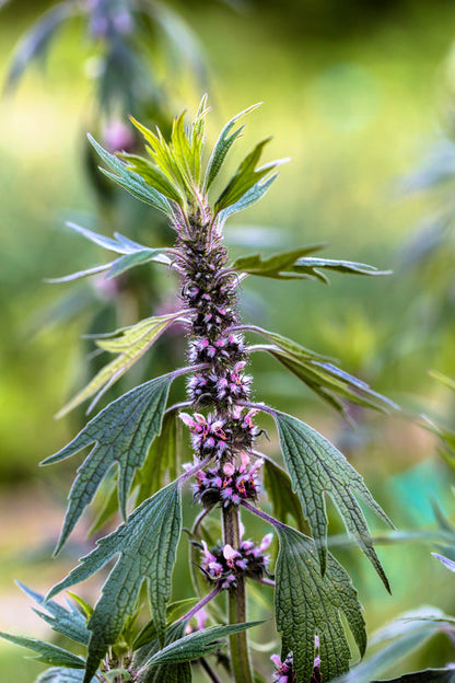 Motherwort Herb Seeds for Planting – Heirloom Non-GMO Garden Seeds