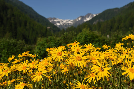 Mountain Arnica Flower Seeds for Planting – Heirloom Non-GMO Garden Seeds