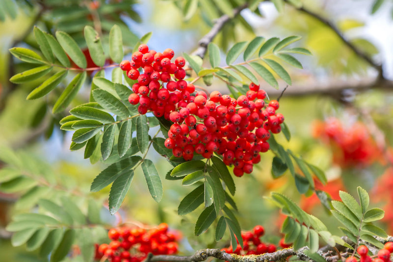 Sweet Sorbus Fruit Seeds for Planting – Heirloom Non-GMO Garden Seeds