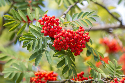 Sweet Sorbus Fruit Seeds for Planting – Heirloom Non-GMO Garden Seeds